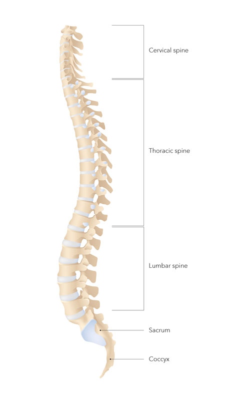 Functionality of the spine