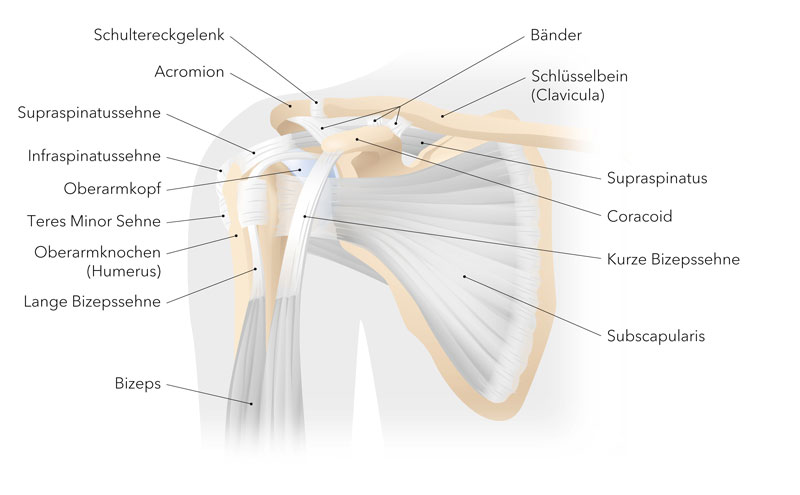 Anatomie Schultergelenk